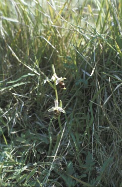 Late spider orchid in flower Flower,Mature form,Europe,Terrestrial,Orchidaceae,Vulnerable,Grassland,Plantae,Asia,Photosynthetic,Liliopsida,Orchidales,Ophrys,Wildlife and Conservation Act,Tracheophyta