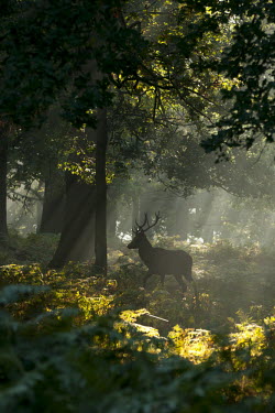 Red deer stag walking through trees at sunrise during rutting season, Richmond Park, London. Park,animal,autumn,bellowing,britain,british,colour,dawn,deer,hormones,male,mating,nature,october,red,rut,rutting,september,stag,sunrise,urban,wildlife,Even-toed Ungulates,Artiodactyla,Cervidae,Deer,C