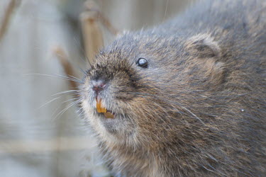 Portrait of water vole showing teeth, WWT London Wetland Centre WWT,animal,britain,centre,close,european,mammal,nature,orange,showing,teeth,vole,water,wetland,wildfowl and wetlands trust,whiskers,wildlife,Europe,Ponds and lakes,Chordata,amphibius,Arvicola,Muridae,