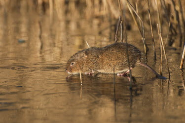 European water vole searching for food on ice at WWT London Wetland Centre, UK. WWT,animal,britain,centre,european,feeding,ice,mammal,nature,northern,reeds,searching,urban,vole,water,wetland,wildlife,wildfowl and wetlands trust,winter,Europe,Ponds and lakes,Chordata,amphibius,Arv