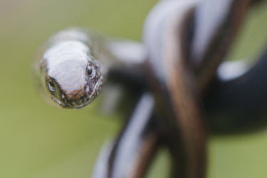 Slow worm portrait, WWT,animal,august,british,centre,lizard,nature,reptile,slow,summer,urban,wetland,wildlife,worm,wildfowl and wetlands trust,arty,Squamata,Lizards and Snakes,Chordates,Chordata,Anguidae,Glass Lizards,Re