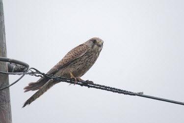 Kestrel perched on wire WWT,animal,bird,britain,kestrel,nature,overcast,perched,wildlife,winter,wire,Ciconiiformes,Herons Ibises Storks and Vultures,Chordates,Chordata,Aves,Birds,Falcons, Caracaras,Falconidae,Flying,Common,E