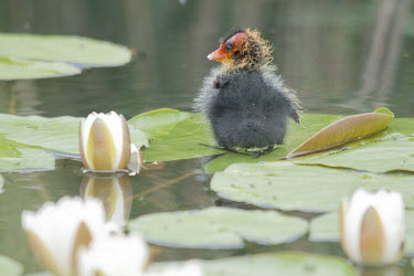 Coot chick sitting on lily pad, WWT London Wetland Centre, UK WWT,animal,baby,bird,britain,centre,chick,coot,cute,eurasian,nature,spring,urban,wetland,wildlife,Aves,Birds,Rallidae,Coots, Rails, Waterhens,Chordates,Chordata,Gruiformes,Rails and Cranes,Wetlands,Fu