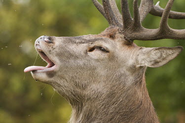 Red deer stag bellowing bellowing,britain,calling,calls,nature,park,red,rutseptember,stag,urban,wildlife,Even-toed Ungulates,Artiodactyla,Cervidae,Deer,Chordates,Chordata,Mammalia,Mammals,Species of Conservation Concern,Scru