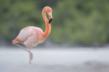 Carribean flamingo standing in lagoon america,american,caribbean,colour,endemic,evolution,galapagos,island,islands,lagoon,natural,nature,pacific,pink,ruber,selection,south,summer,theory,wildlife,Ciconiiformes,Herons Ibises Storks and Vult
