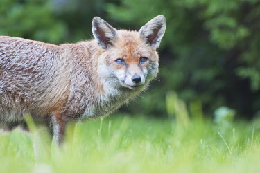 Red fox foraging in a south west London garden, UK animal,britain,fed,feeding,fox,gardenmammal,mangy,nature,red,summer,urban,wildlife,Chordates,Chordata,Mammalia,Mammals,Carnivores,Carnivora,Dog, Coyote, Wolf, Fox,Canidae,Asia,Africa,Common,Riparian,T