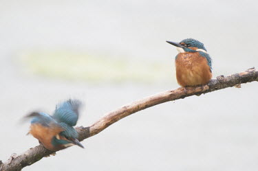 Pair of kingfishers perched on branch animal,blue,britain,british,colour,common,kingfishers,nature,north,pair,summer,wildlife,perched,Aves,Birds,Chordates,Chordata,Coraciiformes,Rollers Kingfishers and Allies,Alcedinidae,Kingfishers,Wetla