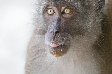 Portrait of crab-eating macaque, showing tongue animal,beach,cheeky,clever,eating,exotic,foraging,mammal,monkey,natureprimate,tropical,wildlife,Mammalia,Mammals,Chordates,Chordata,Primates,Old World Monkeys,Cercopithecidae,Coniferous,Least Concern,