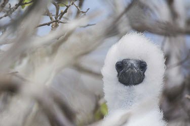 Portrait of red-footed booby juvenile Sula,america,animal,archipelago,august,booby,charles,conservation,darwin,ecuador,endemic,evolution,footed,galapagos,genovesa,island,islands,native,natural,nature,ocean,pacific,red,rowley,sam,selection