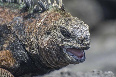 Galapagos marine iguana portrait, with mouth open animal,archipelago,coast,endemic,evolution,iguana,island,islands,marine,native,natural,nature,ocean,pacific,shore,south,summer,wildlife,portrait,head detail,mouth,Squamata,Lizards and Snakes,Iguanidae