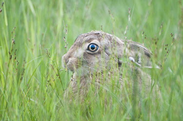 Brown hare portrait animal,britain,british,brown,european,nature,wetland,wildlife,Rabbits, Hares,Leporidae,Lagomorpha,Hares and Rabbits,Mammalia,Mammals,Chordates,Chordata,Europe,Agricultural,Animalia,Herbivorous,Lepus,e