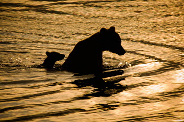 Brown bear with young swimming in water Action,walking,bears,behaviour,sunset,beautiful,carnivores,North America,grizzly bear,mammals,swimming,water,baby,young,mother,parent,ripple,Carnivores,Carnivora,Bears,Ursidae,Chordates,Chordata,Mamma
