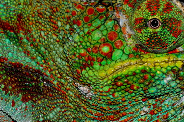 Chameleon face close-up Macro,Wildlife,lizard,reptile,reptilia,vertebrate,profile,portrait,close-up,eye,colourful,colour,skin