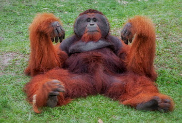 Male Bornean orangutan lying down Primates,primate,ape,great ape,lying down,resting,portrait,looking into camera,endangered,threatened,Borneo,mammal,mammalia,greater apes,wildlife,male,faceplate,Mammalia,Mammals,Chordates,Chordata,Hom