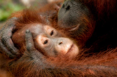 Bornean orangutan mother with young Primates,primate,ape,great ape,endangered,threatened,Borneo,mammal,mammalia,greater apes,wildlife,parent,young,baby,mother,caring,cute,Mammalia,Mammals,Chordates,Chordata,Hominids,Hominidae,Animalia,A