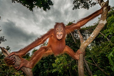 Bornean orangutan showing teeth Primates,primate,ape,great ape,endangered,threatened,Borneo,mammal,mammalia,greater apes,wildlife,teeth,in tree,Mammalia,Mammals,Chordates,Chordata,Hominids,Hominidae,Animalia,Arboreal,Endangered,pygm