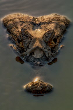Crocodile in water Reptile,water,scary,crocodilians,portraits,crocodylia,lurking,eyes,menacing,river,Wildlife