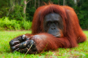 Bornean orangutan on ground Primates,primate,ape,great ape,lying down,resting,portrait,looking into camera,endangered,threatened,Borneo,mammal,mammalia,greater apes,wildlife,Mammalia,Mammals,Chordates,Chordata,Hominids,Hominidae