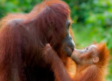Bornean orangutan mother with young Primates,primate,ape,great ape,endangered,threatened,Borneo,mammal,mammalia,greater apes,wildlife,parent,young,baby,mother,kissing,caring,cute,Mammalia,Mammals,Chordates,Chordata,Hominids,Hominidae,An