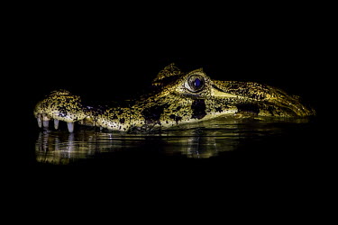 Yacare caiman in water Reptile,water,scary,crocodilians,portraits,crocodylia,lurking,eyes,menacing,river,reflection,dark,Alligatoridae,Aligators and Caimans,Reptilia,Reptiles,Chordates,Chordata,Crocodilia,Crocodilians,Caima