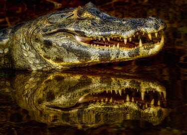 Yacare caiman reflection in water Reptile,water,scary,crocodilians,portraits,crocodylia,lurking,eyes,menacing,river,reflection,Alligatoridae,Aligators and Caimans,Reptilia,Reptiles,Chordates,Chordata,Crocodilia,Crocodilians,Caiman,Ter