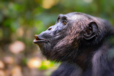 Chimpanzee close-up Ape,great ape,human-like,mammals,primate,primates,looking into camera,portrait,endangered,head,close-up,face,eyes,Hominids,Hominidae,Chordates,Chordata,Mammalia,Mammals,Primates,Endangered,Africa,Anim