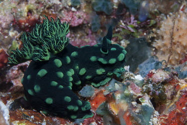 Green and black nudibranch Sea slug,bizarre,weird,colourful,gastropod,gastropoda,invertebrate,mollusc,marine,mollusca,plain background,saltwater,underwater,alien,strange,unusual