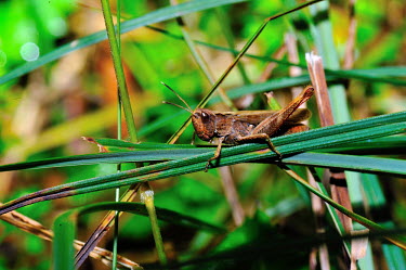 Rufous grasshopper on grass blade Orthoptera,insect,arthropod,arthropoda,arthropods,invertebrates,perching,orthoptera