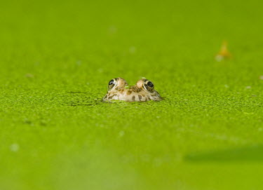 Common frog in pond European common frog,pond,amphibians,green,eyes,Europe,Ranidae,Anura,vertebrates,Amphibia,Aquatic,liui,Chordata,temporaria,Rana,Carnivorous,Ponds and lakes,Terrestrial,Temporary water,Streams and rive