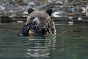 Ms Claws Ursus arctos horribilis,Grizzly Bear,Brown Bear,close-up,river,watching,standing,mother,side-view,female,landscape,water,wet,mammal,mammalia,cute,bear,carnivora,carnivore,open air,outdoors,outside,wil