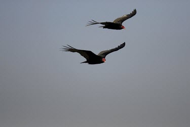 Turkey vultures gliding Gliding,Flying,Locomotion,Adult,Intra-specific behaviours,Meetings with others of same species,Aves,Birds,Ciconiiformes,Herons Ibises Storks and Vultures,Storks,Ciconiidae,Chordates,Chordata,Desert,Ca