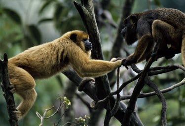 Black howler monkey female and male greeting Adult,Adult Female,Meetings with others of same species,Intra-specific behaviours,Adult Male,Primates,South America,Least Concern,Atelidae,IUCN Red List,Appendix II,CITES,Terrestrial,Forest,Herbivorou