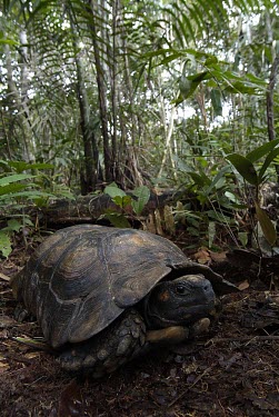 South American yellow-footed tortoise Adult,Terrestrial,Appendix II,Reptilia,denticulata,Testudinidae,Geochelone,Testudines,Vulnerable,South America,Chordata,Animalia,IUCN Red List