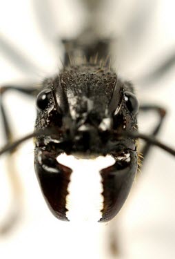 Bullet ant, close-up of head Fluid-feeding,Insecta,Forest,Formicidae,Paraponera,Arthropoda,IUCN Red List,North America,Hymenoptera,Animalia,Not Evaluated,South America,Carnivorous,Terrestrial