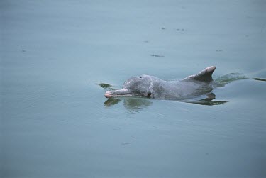 Indo-Pacific humpback dolphin swimming Swimming,Locomotion,Adult,On top of water,Oceanic Dolphins,Delphinidae,Cetacea,Whales, Dolphins, and Porpoises,Mammalia,Mammals,Chordates,Chordata,Indian,chinensis,Animalia,Sousa,Near Threatened,Cetar