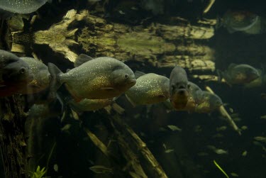 Red-bellied piranha group Adult,Wetlands,Not Evaluated,Aquatic,Characidae,Chordata,South America,Animalia,Carnivorous,Pygocentrus,Characiformes,Actinopterygii,Streams and rivers