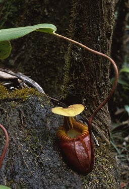 Nepenthes villosa Mature form,Flower,Magnoliopsida,Terrestrial,IUCN Red List,Nepenthes,Tracheophyta,Carnivorous,Plantae,Nepenthaceae,Appendix II,villosa,Photosynthetic,Forest,veitchii,Asia,Nepenthales,Mountains,Vulnera