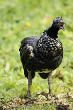 Horned screamer calling What does it sound like ?,Aves,Terrestrial,Anseriformes,Chordata,Least Concern,Herbivorous,Anhimidae,Anhima,South America,IUCN Red List,Animalia