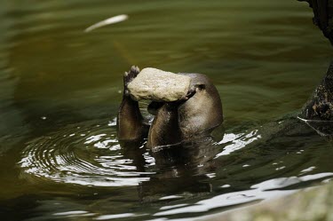 Neotropical otter with a stone How does it live ?,Play with inanimate object,Weasels, Badgers and Otters,Mustelidae,Carnivores,Carnivora,Chordates,Chordata,Mammalia,Mammals,longicaudis,Terrestrial,Appendix I,South America,Carnivoro
