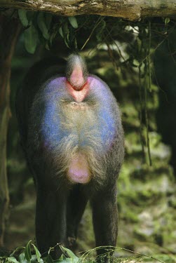 Mandrill male rear end, showing bright colouration Adult,Adult Male,Old World Monkeys,Cercopithecidae,Mammalia,Mammals,Primates,Chordates,Chordata,Herbivorous,Sub-tropical,Mandrillus,Arboreal,Vulnerable,Africa,Appendix I,Mountains,Rainforest,sphinx,An