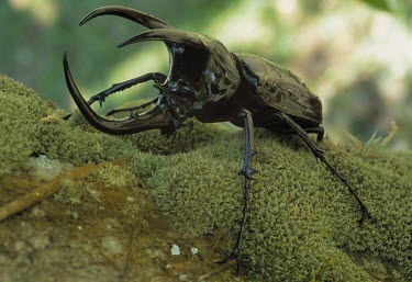 Rhinoceros beetle in rainforest Forest,Chalcosoma,Arthropoda,Terrestrial,Asia,Rainforest,Dynastidae,Insecta,Herbivorous,Coleoptera,Tropical,Animalia