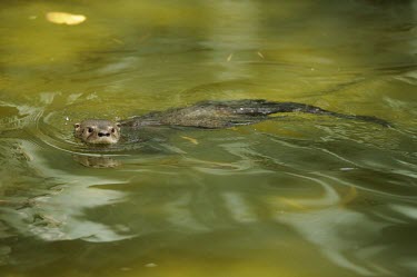 Neotropical otter at the surface of the water On top of water,Locomotion,Swimming,Weasels, Badgers and Otters,Mustelidae,Carnivores,Carnivora,Chordates,Chordata,Mammalia,Mammals,longicaudis,Terrestrial,Appendix I,South America,Carnivorous,Coastal