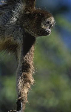 Close up of a variegated spider monkey Adult,Sub-tropical,Atelidae,Ateles,Omnivorous,Chordata,South America,Primates,Mammalia,hybridus,Critically Endangered,Animalia,Rainforest,Arboreal,IUCN Red List