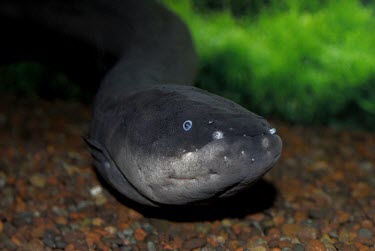 Electric eel close-up Adult,IUCN Red List,South America,Chordata,Aquatic,Streams and rivers,Least Concern,Animalia,Electrophorus,Gymnotiformes,Gymnotidae,Fresh water,Actinopterygii,Carnivorous