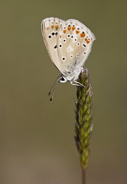 Chapman's Blue Chapman's Blue,Polyommatus thersites,Spanish Pyrenees,Insect,Insecta,Butterfly,Lepidoptera,Invertebrate,Lycaenidae,Adult,Perched,Wings,Close Up,Europe,Spain,Wild