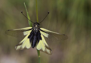 Owlfly Owlfly,Libelloides coccajus,French Alps,Insect,Insecta,Neuroptera,Lacewings,close up,invertebrate,Europe,France,Wild