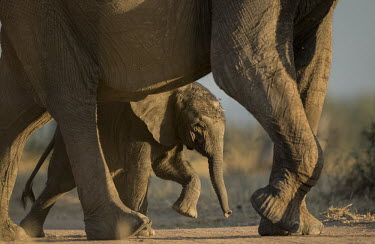 Young African elephant walking with parent Africa,African elephant,walking,parent,summer,sunny,baby,calf,legs,juvenile,cute,Elephants,Herbivorous,Loxodonta,Mammalia,Mammals,Mammoths,Mastodons,savannah,savanna,endangered,Vulnerable,wild,action,