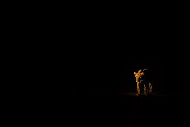African lion at night Africa,lion,big cat,night,African lion,Carnivora,Carnivores,Cats,Chordates,Chordata,Leo,Wild,Vulnerable,Mammals,mammalia,Felidae,Felid,Vertebrate,dark,black,shadow,Mammalia,leo,Animalia,Savannah,Scrub