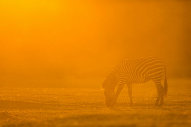Crawshay's zebra feeding Africa,Plains zebra,Animalia,Chordata,Vertebrate,Equidae,Equid,Equus,Equus quagga,Etosha,Herbivorous,Mammalia,Red,Sun,eating,orange,pattern,feeding,savannah,savanna,grassland,Least Concern,quagga,Stre