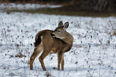 First winter black tailed deer,mule deer,odocoileus hemionus,cervidae,deer,mammalia,mammal,calf,fawn,juvenile,winter,snow,cute,least concern,vertebrate,oregon,usa,north america,America
